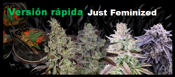 Variedades de marihuana feminizadas de primera versión - Semillas de cannabis de rápida floración - Variedades de marihuana de floración rápida